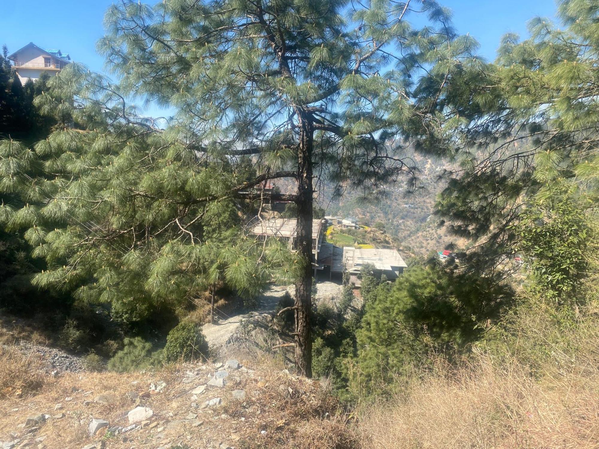 Aditya Homestay Dalhousie Bagian luar foto